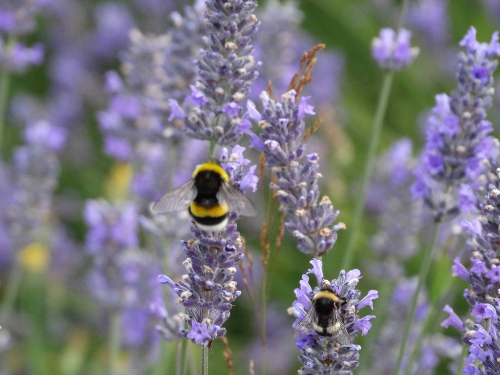 Hidrolato Lavanda (Angustifolia officinalis)