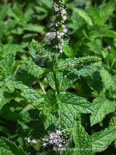 Hidrolato Menta piperita