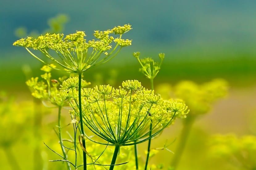 Hidrolato de Hinojo (Foeniculum vulgare)