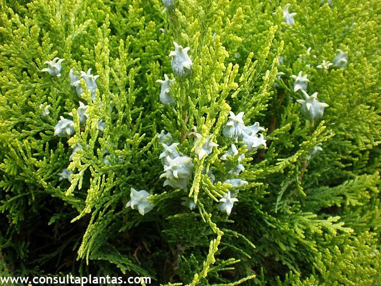 HIDROLATO DE CIPRES (Cupressaceae Thuja)